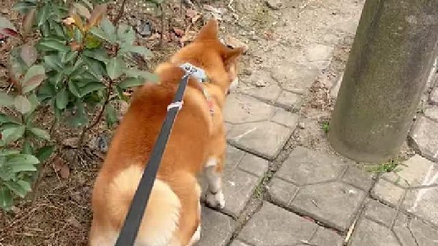 要养柴犬的慎入！看完这个视频再决定！