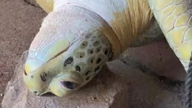 海龟：那是很久很久以前的事情了，大概500年前我被一个来自中国的年轻人解救