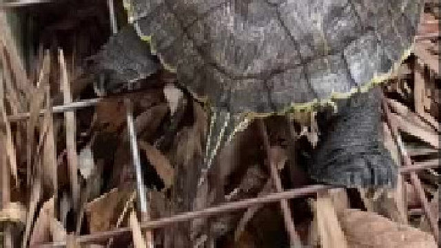 乌龟：王八蛋还给我