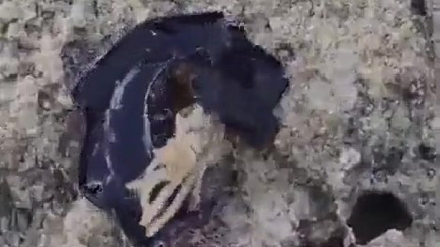 这是什么奇怪的生物啊