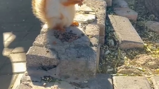 它看着真的很有灵性