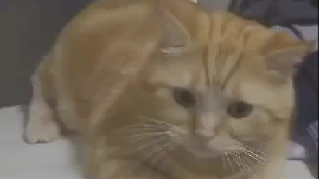 被冤枉的猫，说再多的道歉话也没用