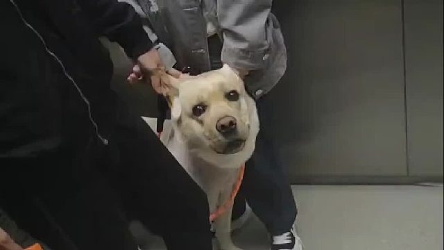 当进电梯一对情侣怕他们家的狗吓到我时