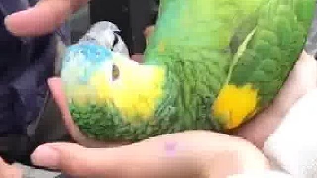 你喜欢这样粘人的鹦鹉吗？