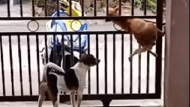 第一眼：好聪明;第二眼：大聪明