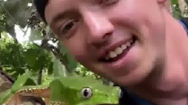 巨型猴蛙是少数几种行走而不是跳跃的青蛙 蟾蜍之一