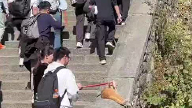 泰山的小猫咪被摸得不耐烦