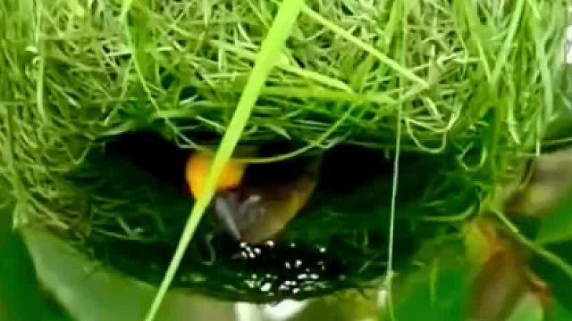 织布鸟就是自然界里的建筑艺术家…