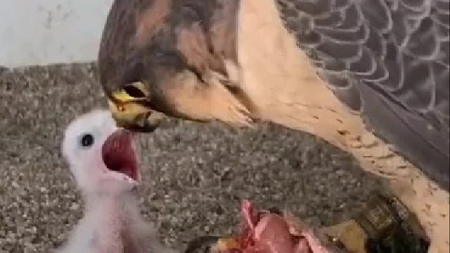 当面对自己的幼鸟时这么凶残的鸟确也有它温柔的一面。