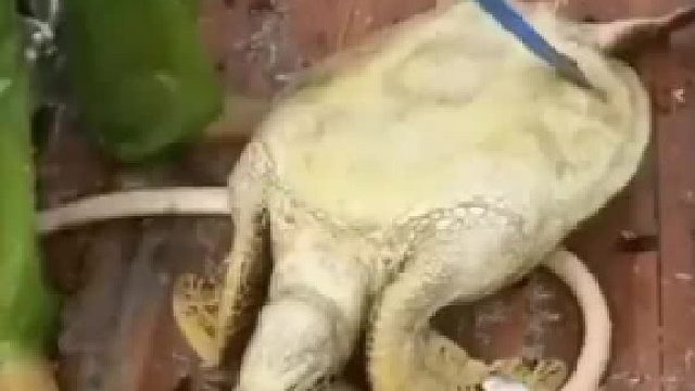 好心人一生平安