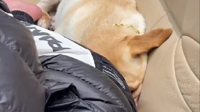 看狗子的样子好像真的生气了