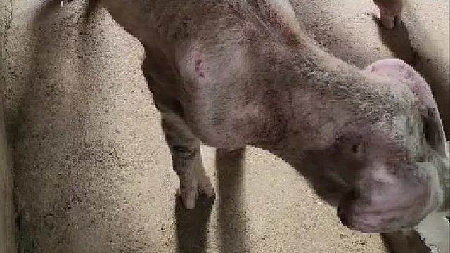 邻居大哥养的猪，这样的你们见过吗？