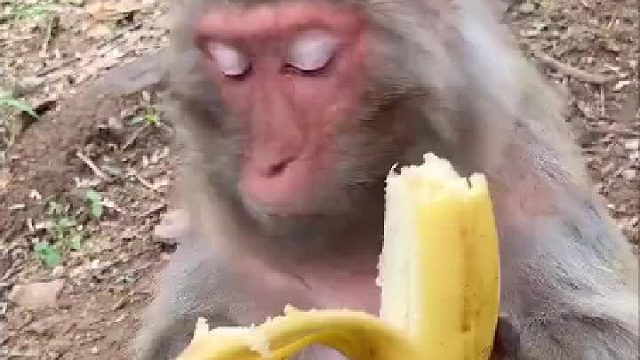 我还以为它剥这么干净是先喂小猴子吃，结果它先咬了一口。