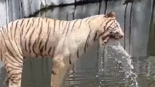 武松哥，昨晚十八碗有点多