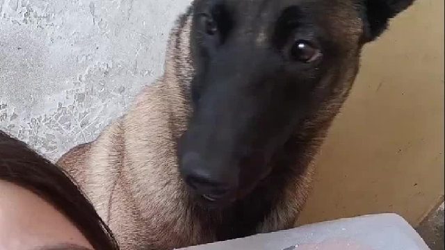 这狗真不行，有吃的就说谎