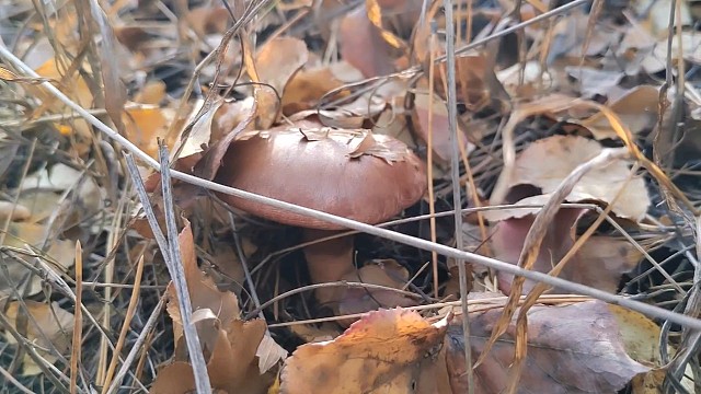 今天捡蘑菇捡的太少了