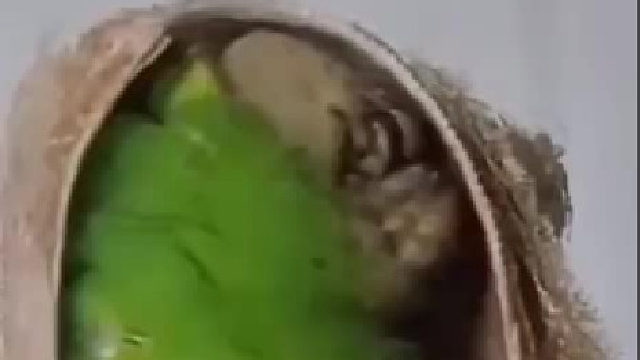 这种是什么生物啊