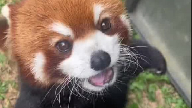 这种也是熊猫吗