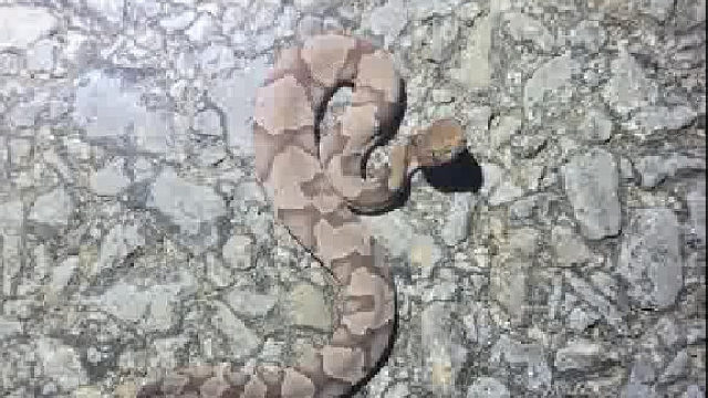 怎么小的蛇应该无毒吧