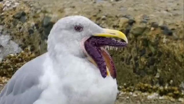 日本核辐射的影响开始了吗