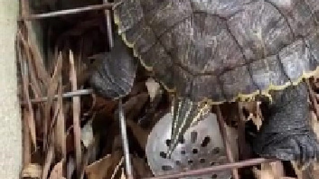 乌龟：王八蛋还给我