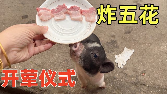小香猪开荤仪式，喷香蹦脆的炸五花肉，还没吃够就没了【第23天】