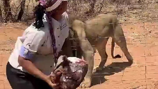 狮子：砸我头上了没看见吗！