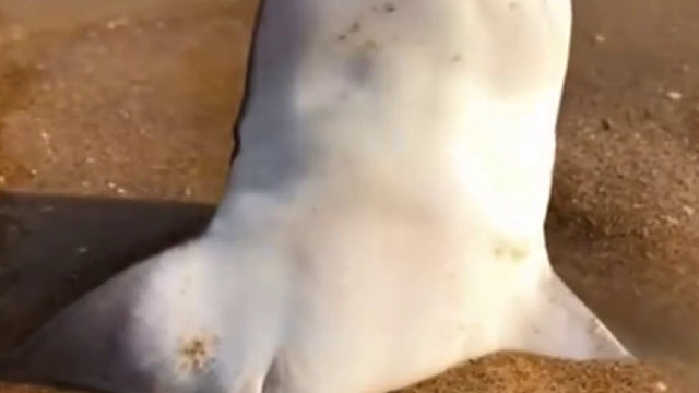 快晒哭了……鲨鱼宝：感谢好心人