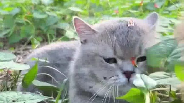 胜男：驱虫算什么，我驱魔