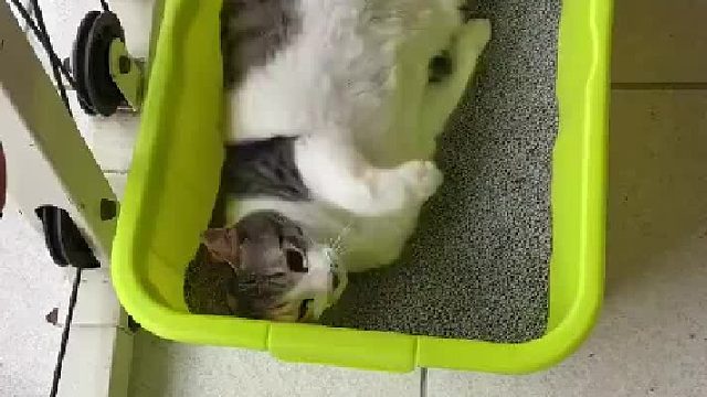 每次换新的猫砂，就到里面一直滚