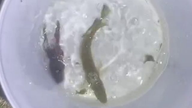 夜晚降临，又到了捕鱼时刻