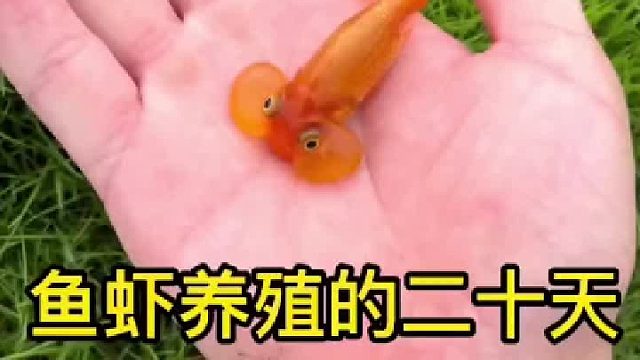 这金鱼是没睡醒吗