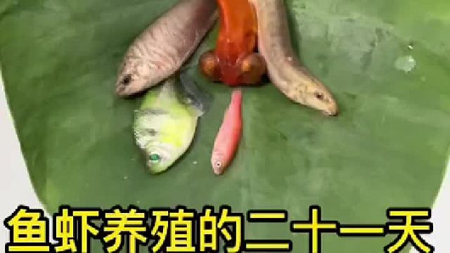 又是添加新成员的一天