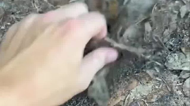 可能说鼹鼠你不知道，但是说抓了一只摩尔庄园的摩尔，现在知道了吧