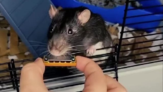 快送孩子去上音乐学院，别耽搁了