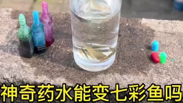 小鱼是否能染色成功呢