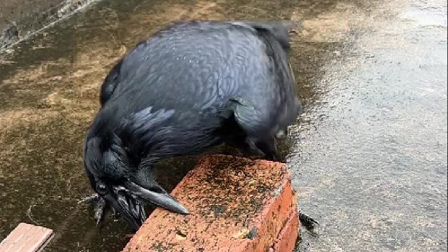 这就是天选搬砖人？