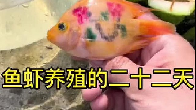 这鱼身上怎么会有这么奇特的花纹呢