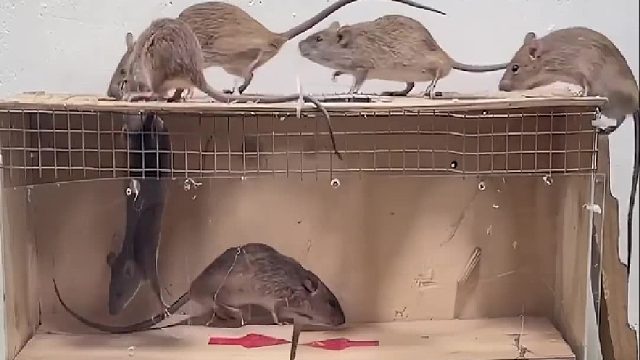 抓老鼠的完美陷阱