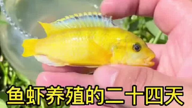 全身金黄色的小鱼也太好看了吧