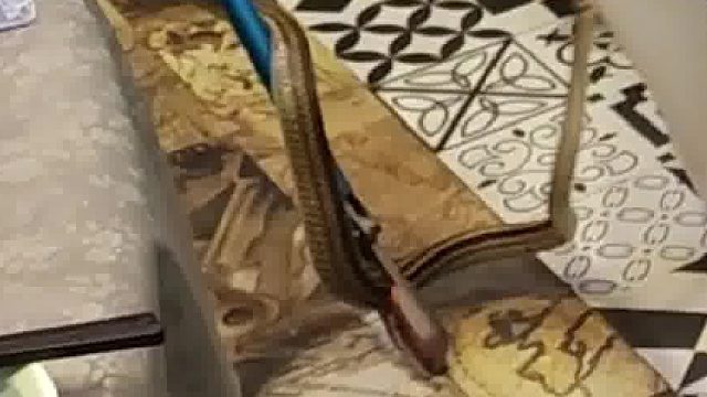 某饭店包厢出现长蛇，身绕长杆数圈，消防员及时赶到将其收服