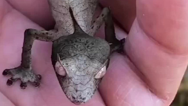 一种外观奇特的蜥蜴……