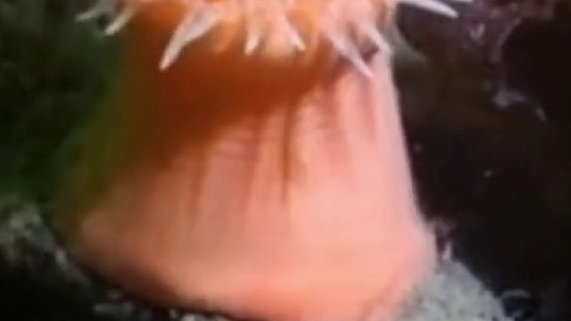 原来海葵是这样散步的