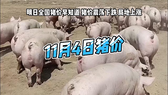 明日11月4日全国猪价早知道！明日猪价震荡下跌 生猪价格局地上涨#猪价行情 #明日猪价 #生猪价格