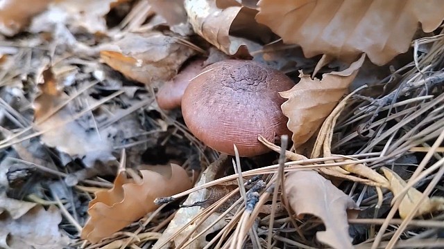 这蘑菇是真难捡了