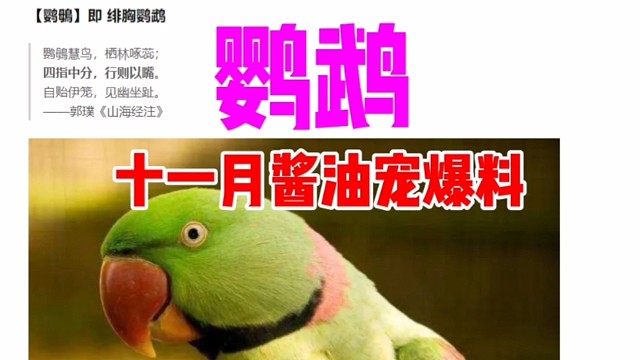 十一月进化宠名字爆料【鹦鹉】