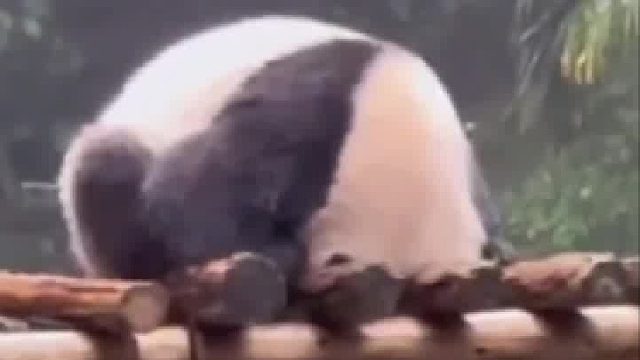 只要头没打湿，就不算淋雨，“蛋烘糕”顾头不顾腚的躲雨方式…