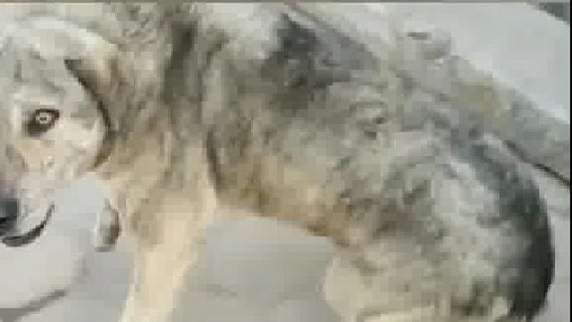 走失三年的狗狗在街上与主人相遇，眼神从凶狠变清澈。认出的刹那扑进主人怀里