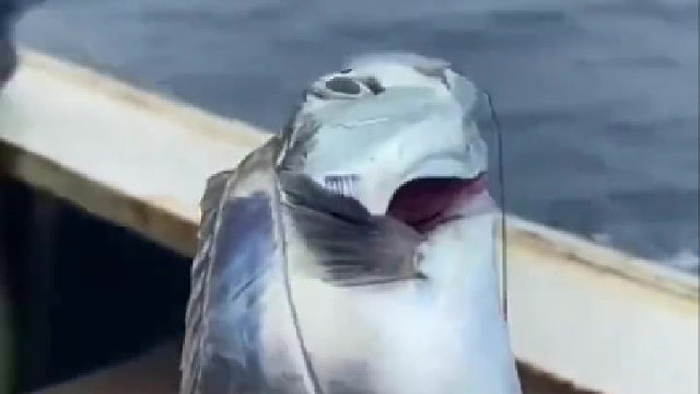 第一次见到活的带鱼