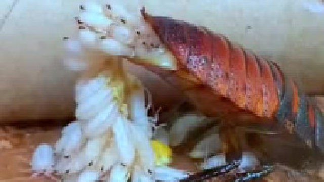 蟑螂生娃的过程